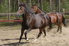 Filename=hepposia001.JPG
Filesize=80KB
Dimensions=800x533
Date added=Sep 03, 2007 hepposia001.JPG