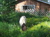 Juhannus_2006_002.jpg